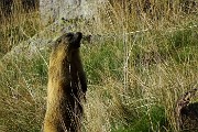 11 Marmotta guarda in alto